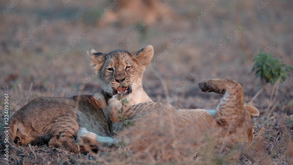 Fototapeta premium African Lion