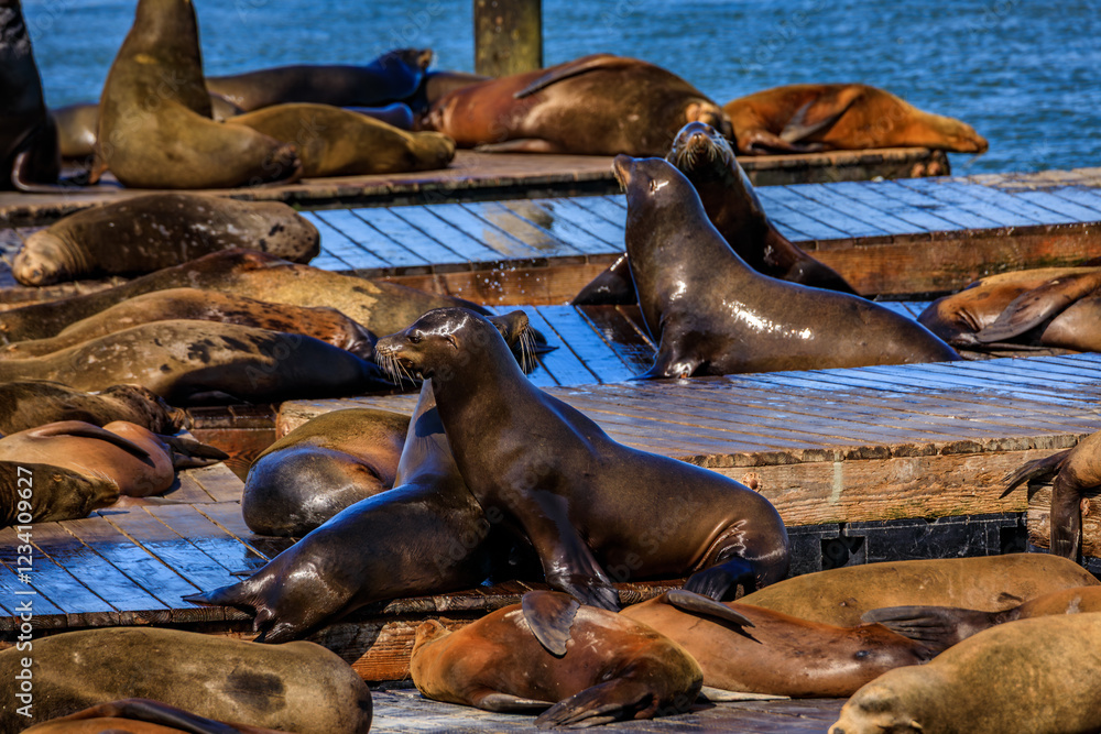 Fototapeta premium Sea lions with glistening fur, a popular attraction, bask and sunbathe on wooden docks at Pier 39 in Fisherman s Wharf in San Francisco