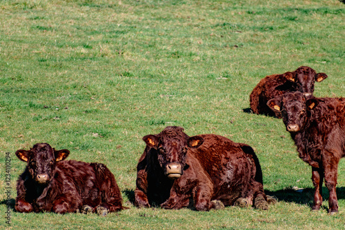 Cow in a pasture grazing, countryside and agriculture, vacca photo