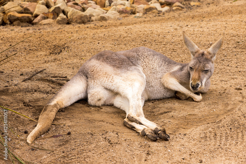 An Australian eastern grey kangaroo resting on the ground