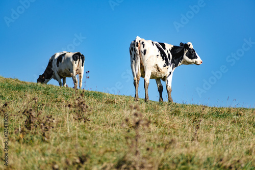 Cow in a pasture grazing, countryside and agriculture, vacca photo