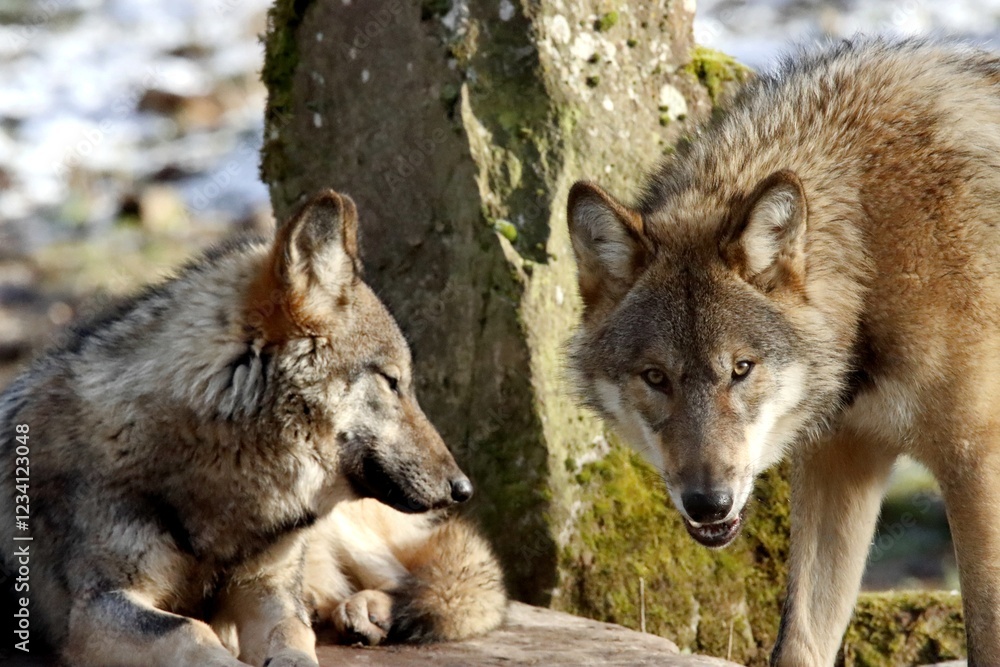 Fototapeta premium loup