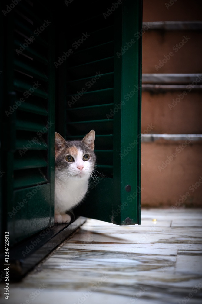 Φωτογραφία Grey and white cat sitting near wooden window shutters in old Italian village