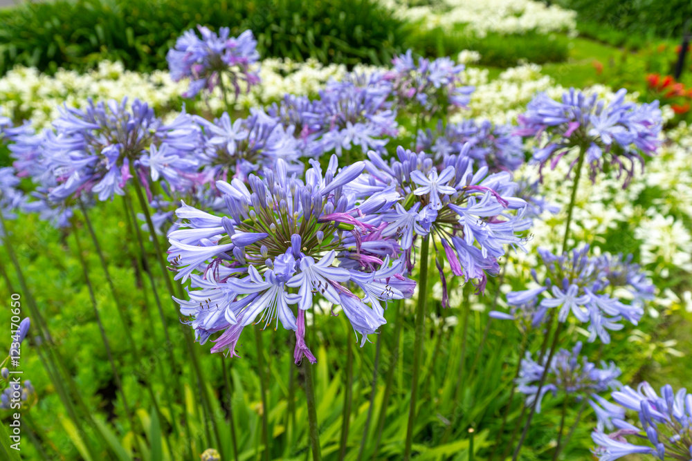 Lily of the Nile also called African Blue Lily flower in purple blue shade (Agapanthus Africanus) in Australia. Lily of the Nile also called African Blue Lily flower in purple blue shade (Agapanthus Africanus) in Australia.