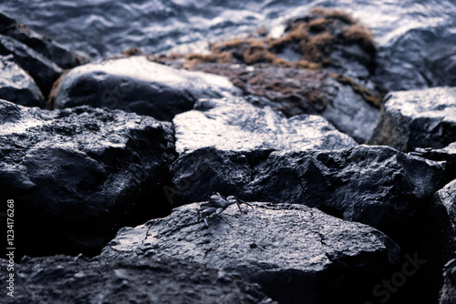 岩の上を歩く小さなカニと海岸の風景