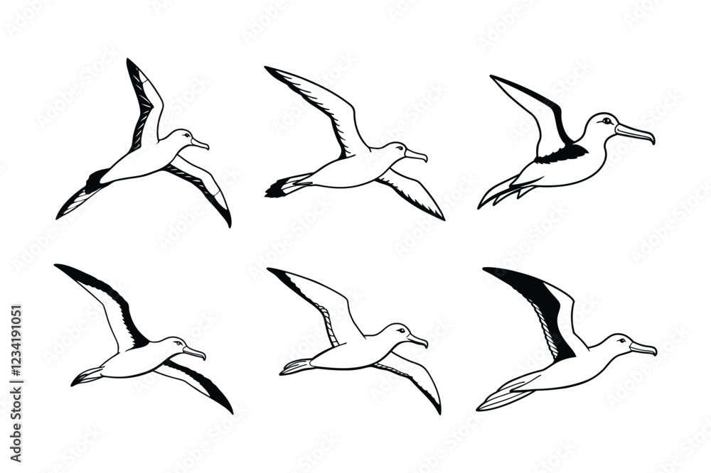 Obraz premium Laysan Albatross (Phoebastria immutabilis) animal design, labeled line art vector art illustration.