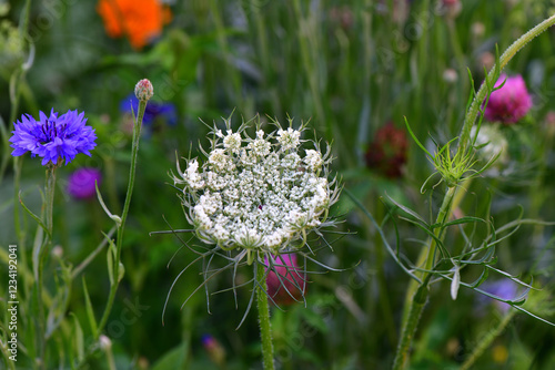 Colorful flowers in the dark background in our garden