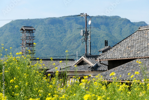 日本の田舎風景と菜の花畑