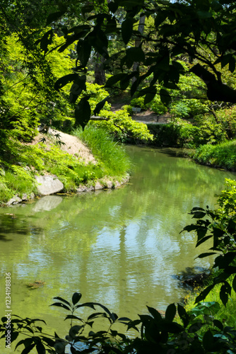 緑豊かな日本庭園の静かな池