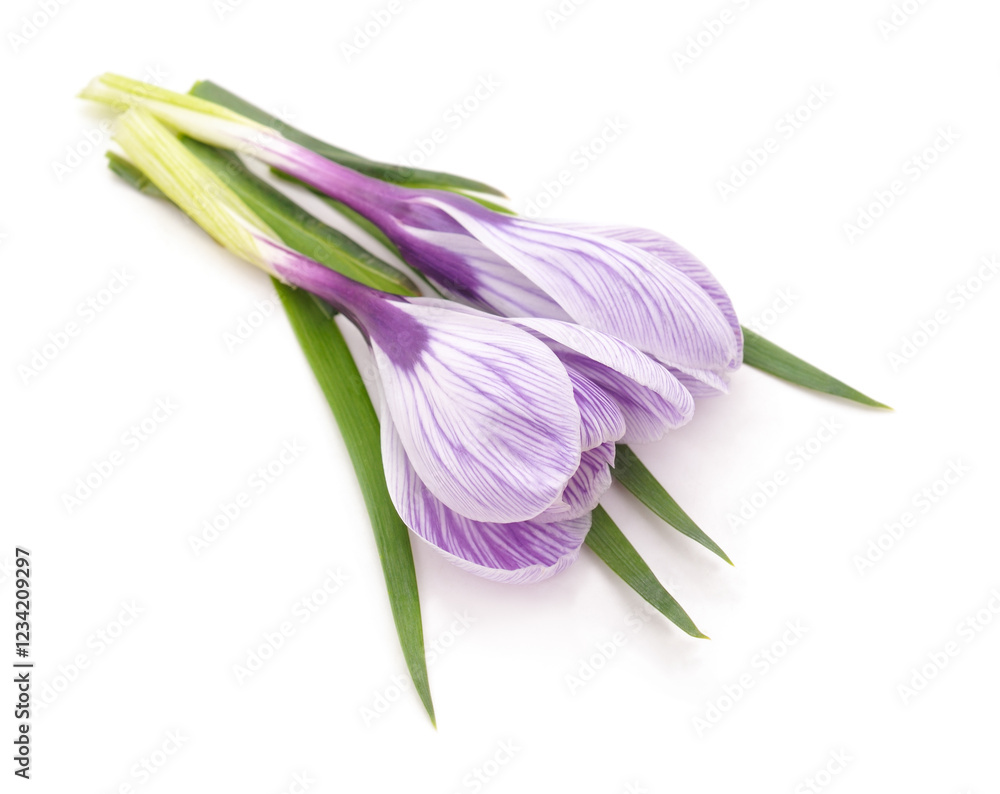 Naklejka premium Two purple crocuses.