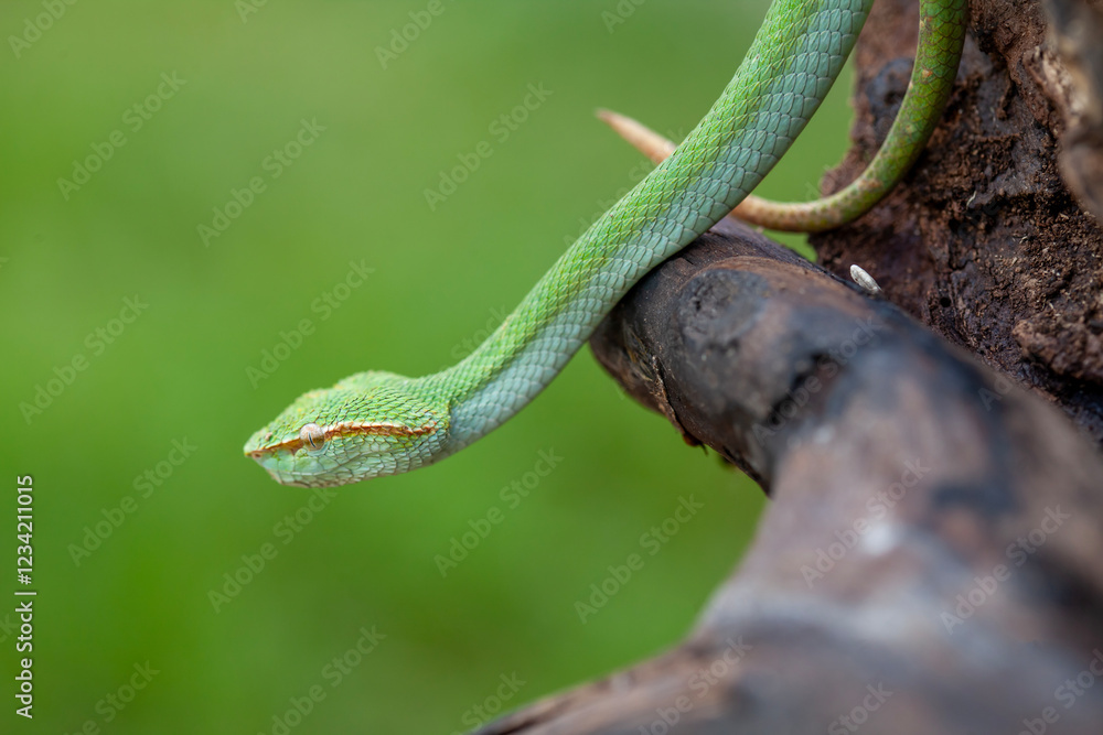 Naklejka premium Borneo Viper very Dangerous Snake From Kalimantan Forest