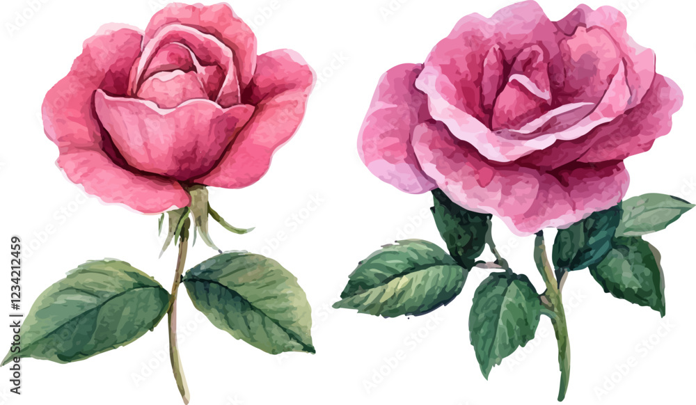 Fototapeta premium pink rose isolated on white