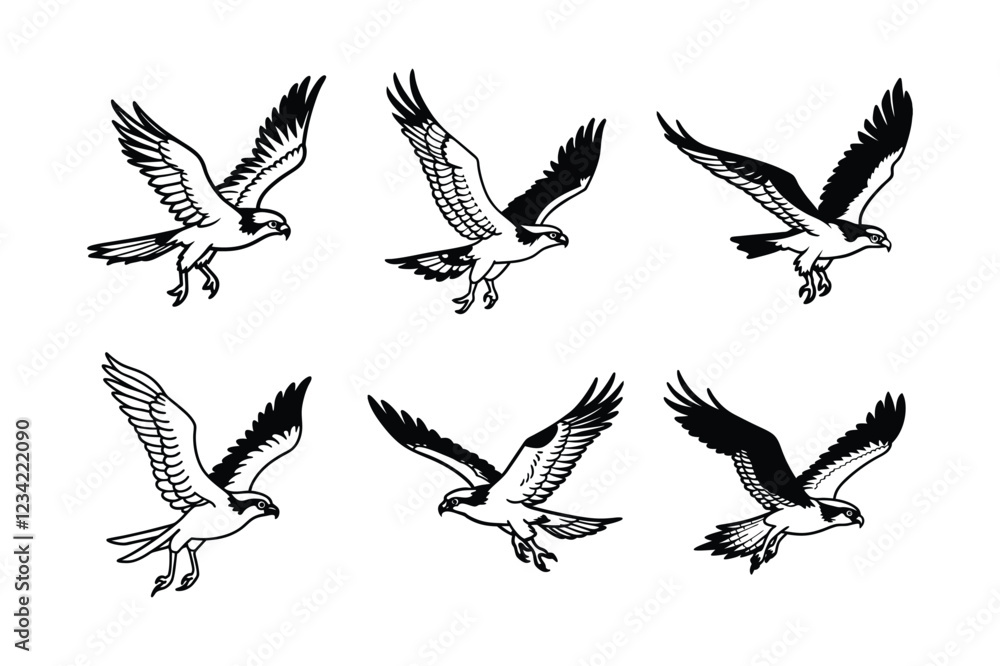 Obraz premium Osprey (Pandion haliaetus) animal design, labeled line art vector art illustration.