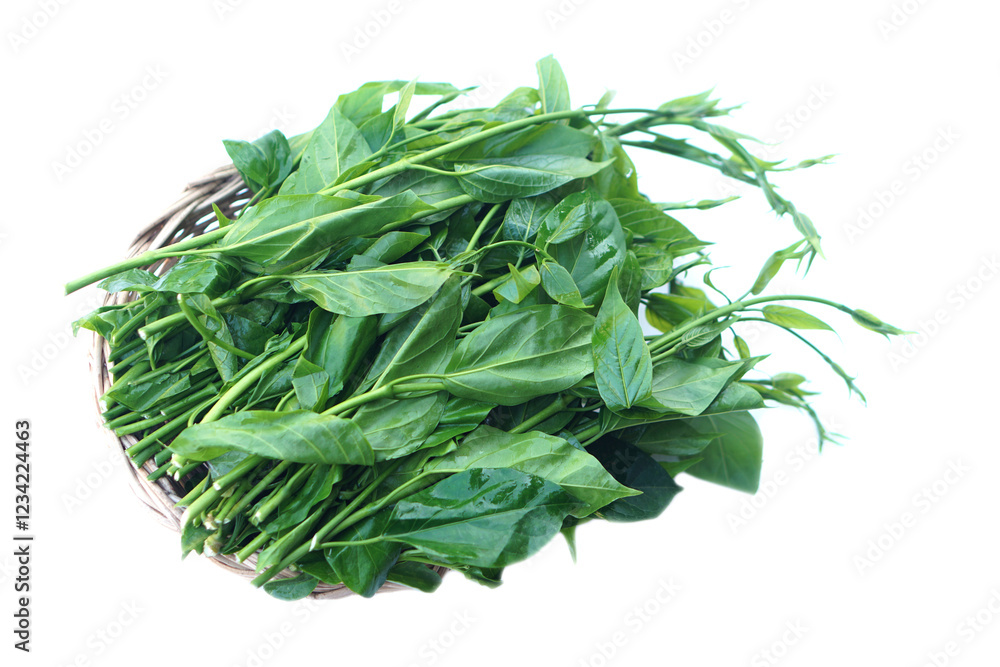 Fresh green organic herbal Gurmar vegetable or Gymnema inodorum on white. Concept, Thai herbal vegetable, eaten as vegetables or cooking for helping lower blood sugar levels. Fresh green organic herbal Gurmar vegetable or Gymnema inodorum on white. Concept, Thai herbal vegetable, eaten as vegetables or cooking for helping lower blood sugar levels.