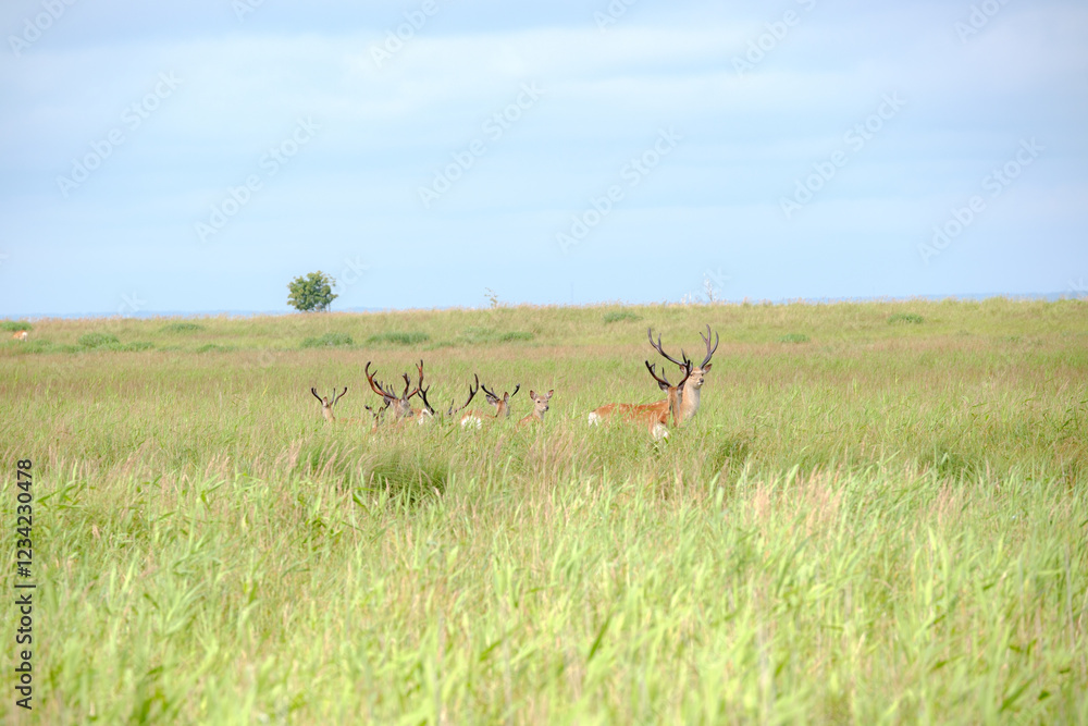 Fototapeta premium 夏の景色
