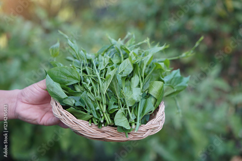 Hand holds tray of fresh green organic herbal Gurmar vegetable or Gymnema inodorum in garden. Concept, Thai herbal vegetable, eaten as vegetables or cooking for helping lower blood sugar levels. photo