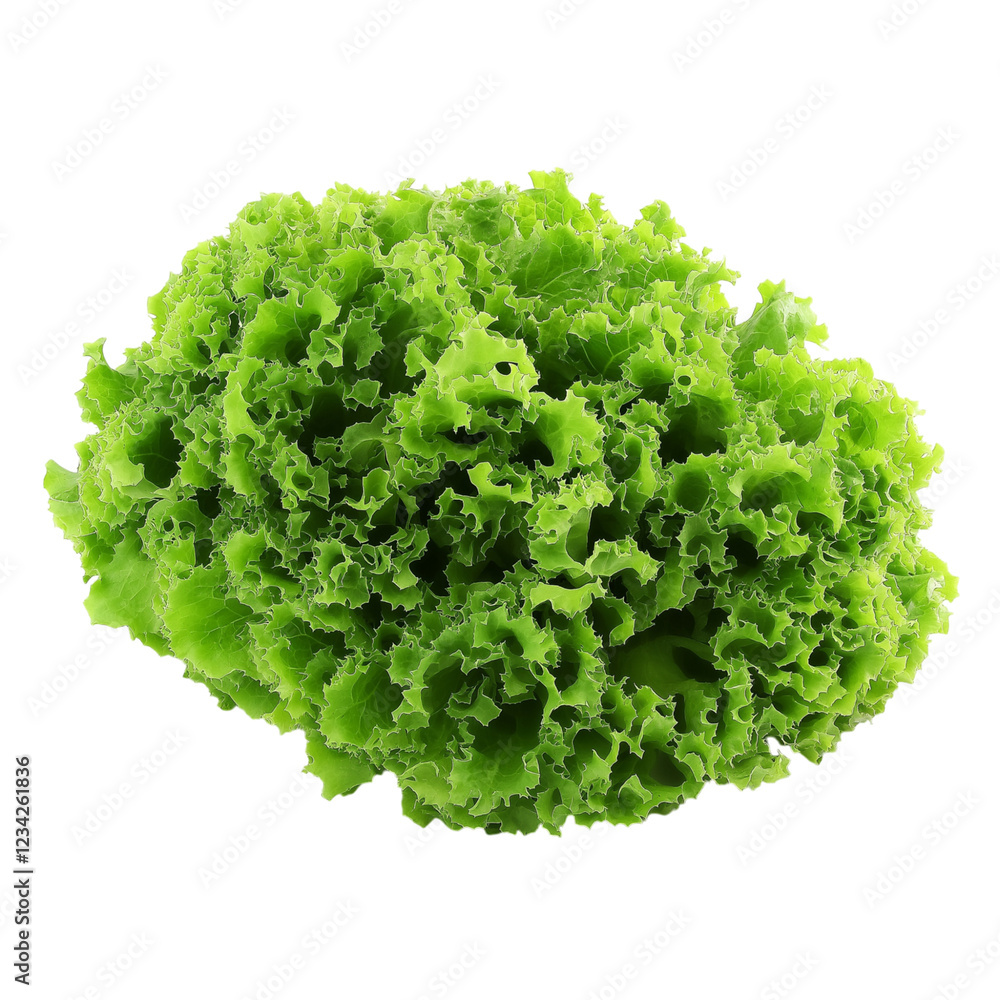 lettuce isolated on white background lettuce isolated on white background