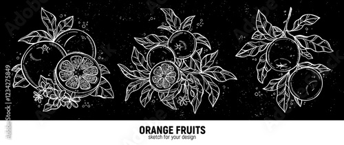 Hand drawn set of oranges sketches. Illustrations of orange fruits with leaves for poster, prints, menu, card or textile