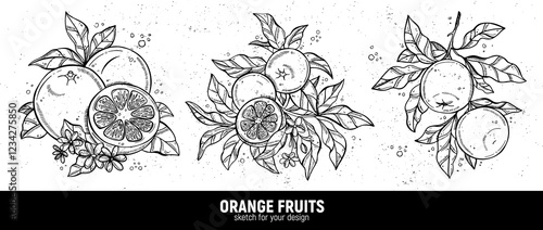 Hand drawn set of oranges sketches. Illustrations of orange fruits with leaves for poster, prints, menu, card or textile