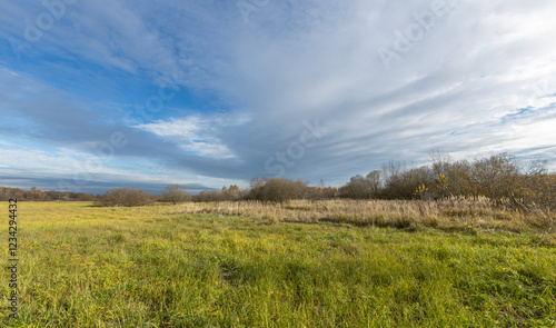 A field of grass with a cloudy sky in the background