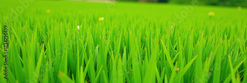 lush meadow filled vibrant green grass provides serene natural setting outdoor activities