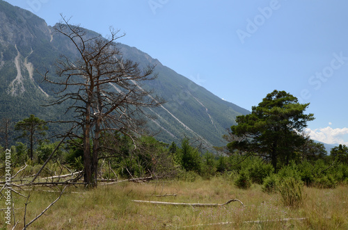 Pfynwald (Wallis)