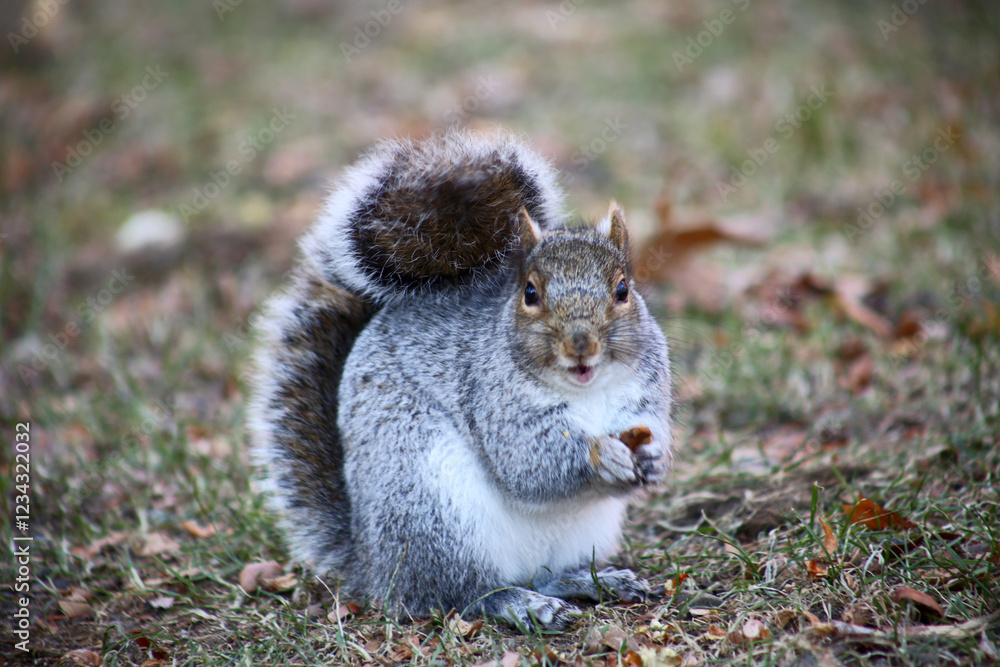 free squirrel as fauna nature animal soft and silky free squirrel as fauna nature animal soft and silky