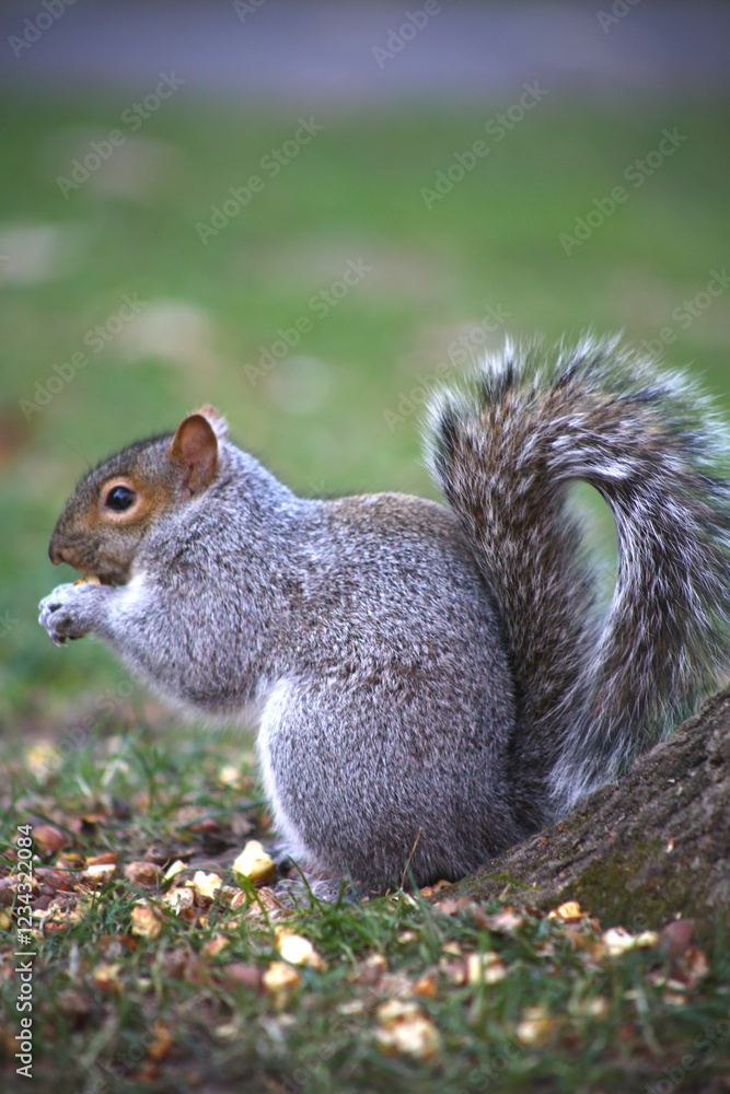 free squirrel as fauna nature animal soft and silky free squirrel as fauna nature animal soft and silky