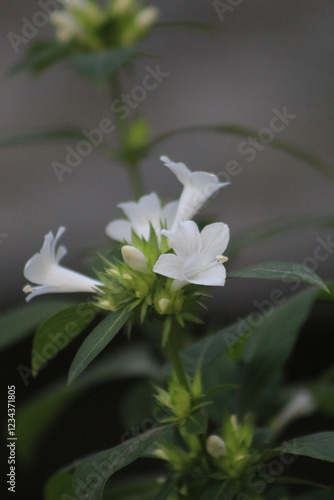 lily of the valley flower