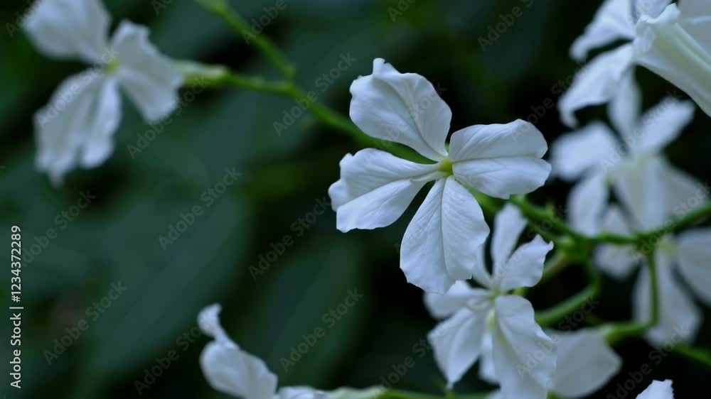 White jasmine flowers on a dark green background, close-up view. Nature and tranquility concept White jasmine flowers on a dark green background, close-up view. Nature and tranquility concept