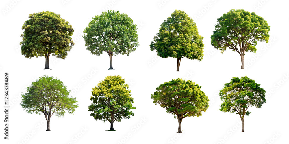 Fototapeta premium Variety of Trees in Different Seasons and Shades, PNG collection, set bundle, isolate on transparent or white background
