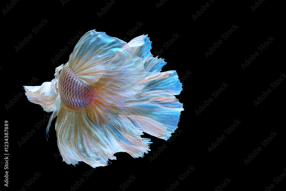 Yellow betta fish halfmoon on black background Yellow betta fish halfmoon on black background