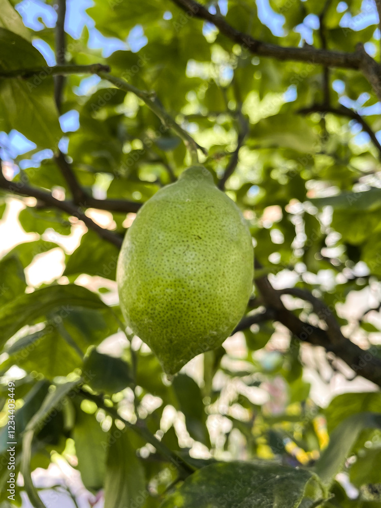 Lime is hanging from a tree Lime is hanging from a tree