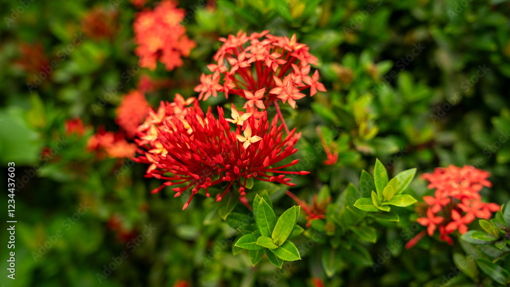 Beautiful red and yellow flower in the garden Beautiful red and yellow flower in the garden