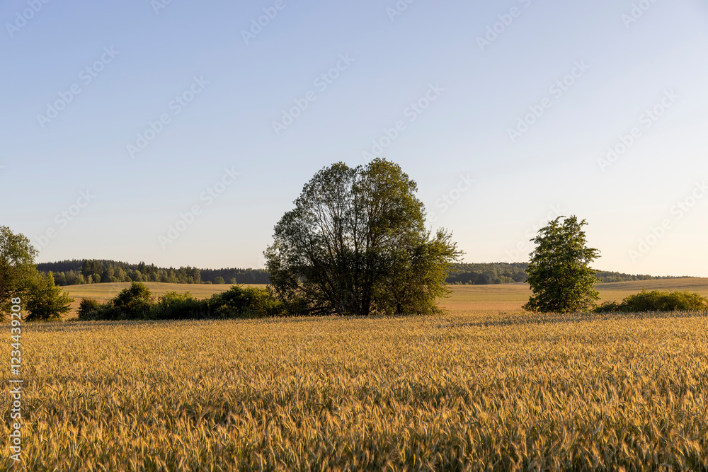 trees and forest growing in a wheat field in the summer trees and forest growing in a wheat field in the summer