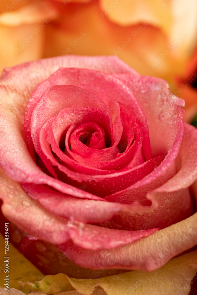 bouquet of roses of different colors close  up