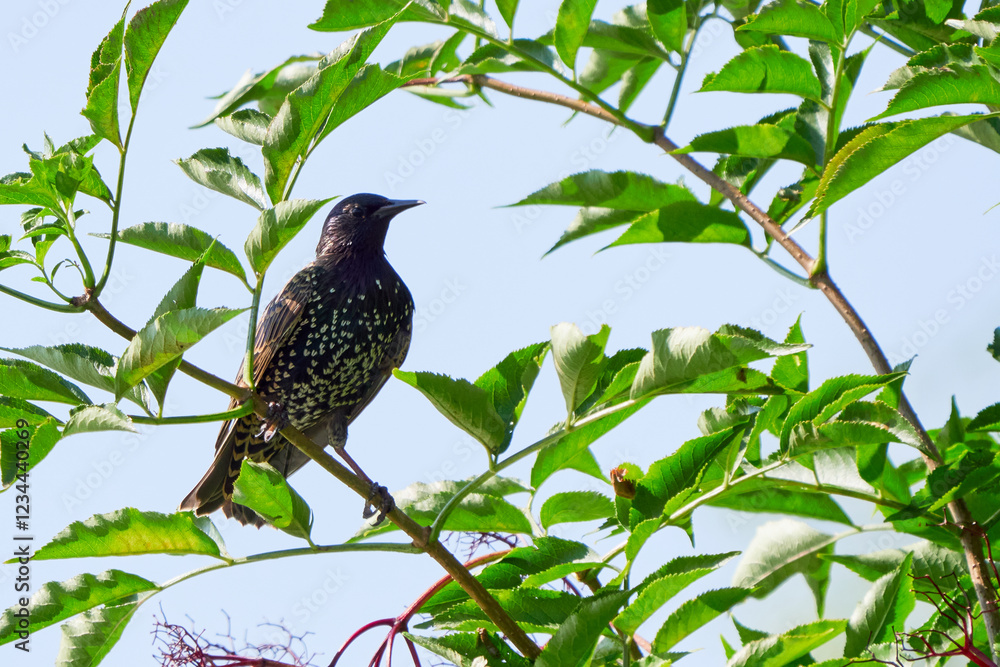 Common starling bird sitting on a branch (Sturnus vulgaris) Common starling bird sitting on a branch (Sturnus vulgaris)