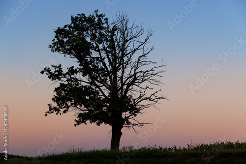 a half withered tree grows on a hill near sunset photo