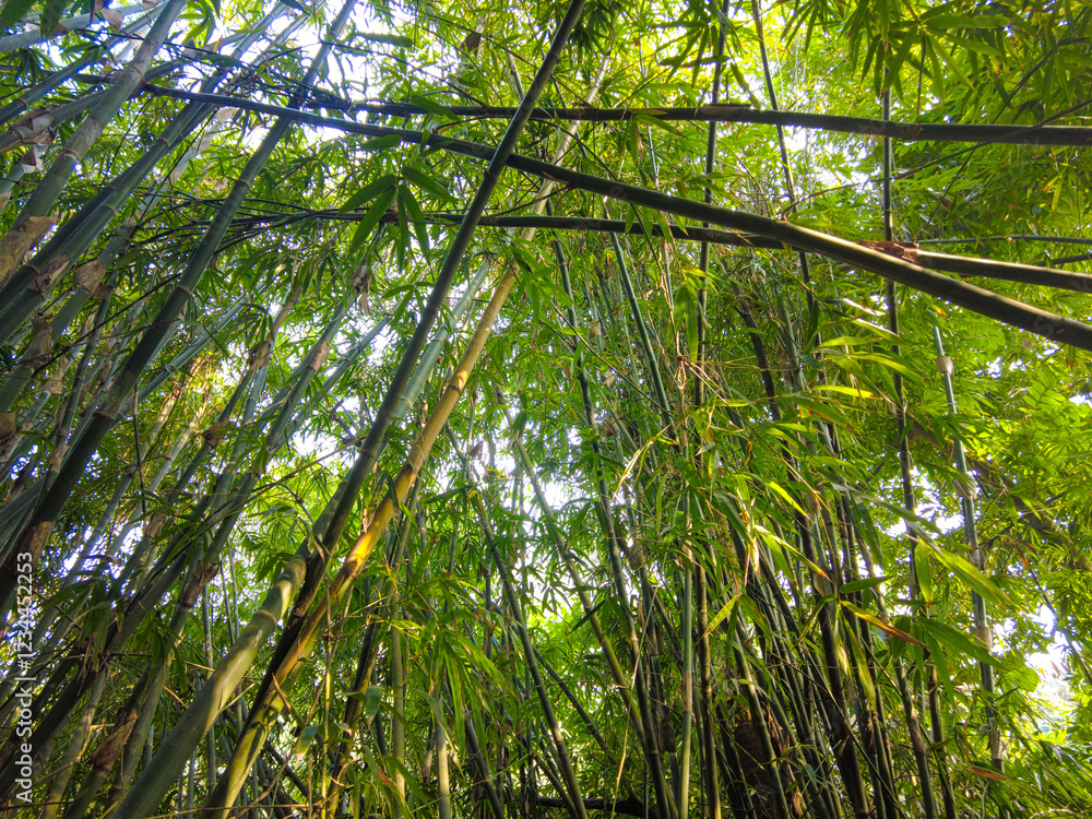 Obraz premium bamboo forest background