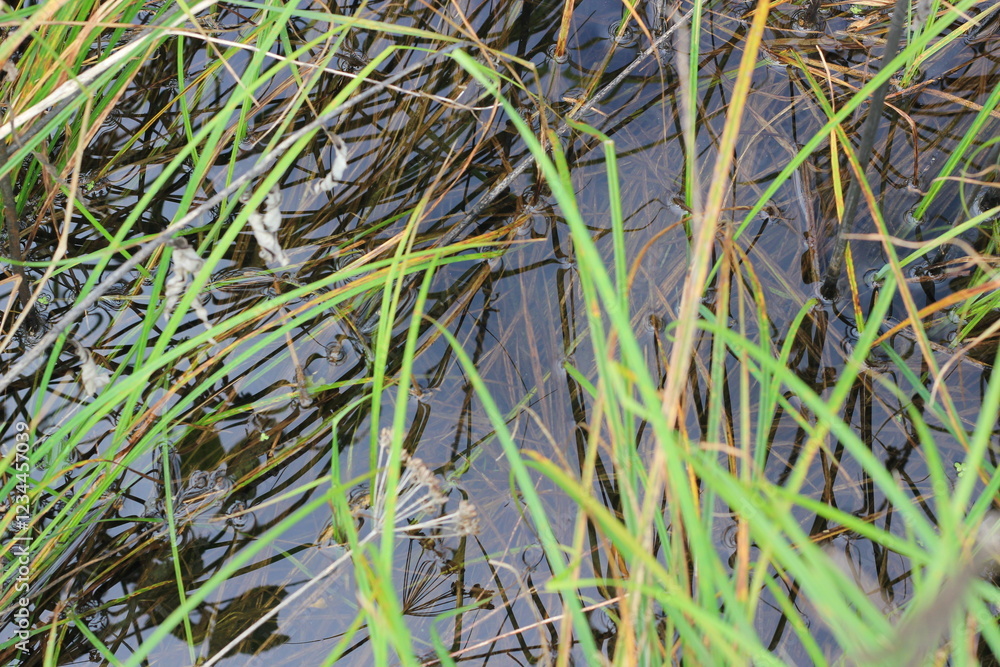 Fototapeta premium Wild reeds growing along the quiet lake shore.