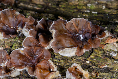 Auricularia mesenterica - saprophytic fungus growing on an old tree stump, Odessa photo