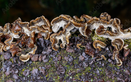 Auricularia mesenterica - saprophytic fungus growing on an old tree stump, Odessa photo