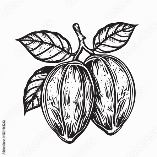 Cocoa bean vector image. black and white Cocoa bean vector  isolated on white background.