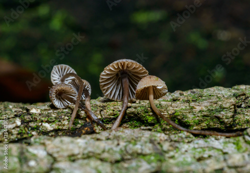 Mycena meliigena - small saprophytic mushroom growing on the bark of an old oak tree, Odessa photo