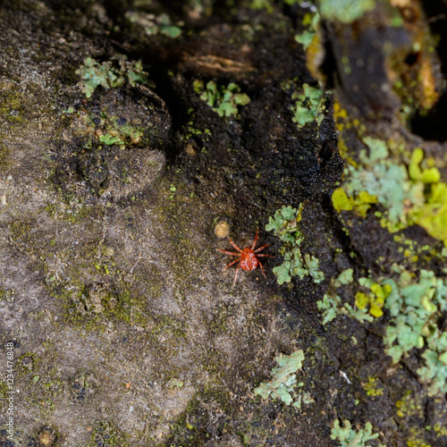 Obraz na plátně Acari Anystis agilis - red predatory mite on crustose lichens on a tree, Ukraine