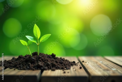 Little green leafy plants growing on a wooden table, wooden, leaves