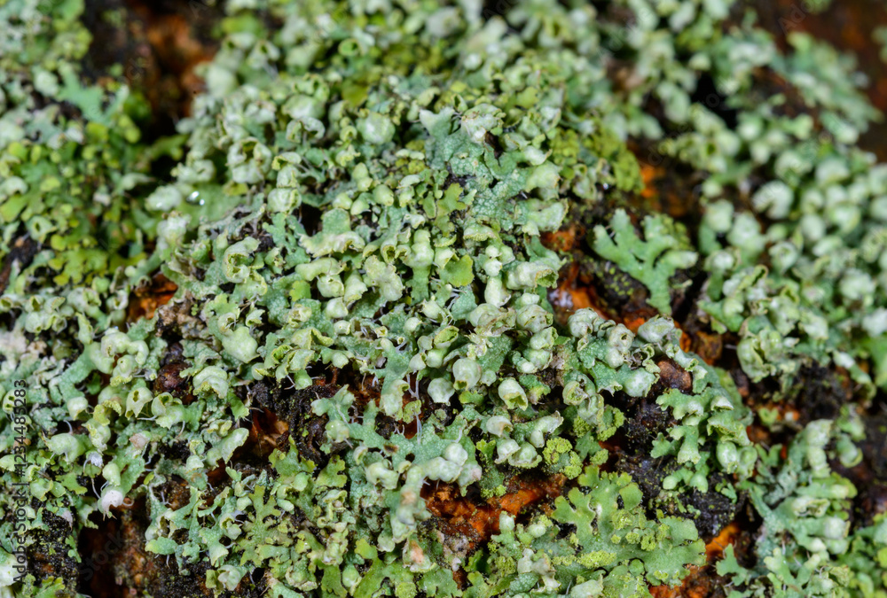 Xanthoria parietina - yellow-green lichen on a tree branch, Odessa Xanthoria parietina - yellow-green lichen on a tree branch, Odessa