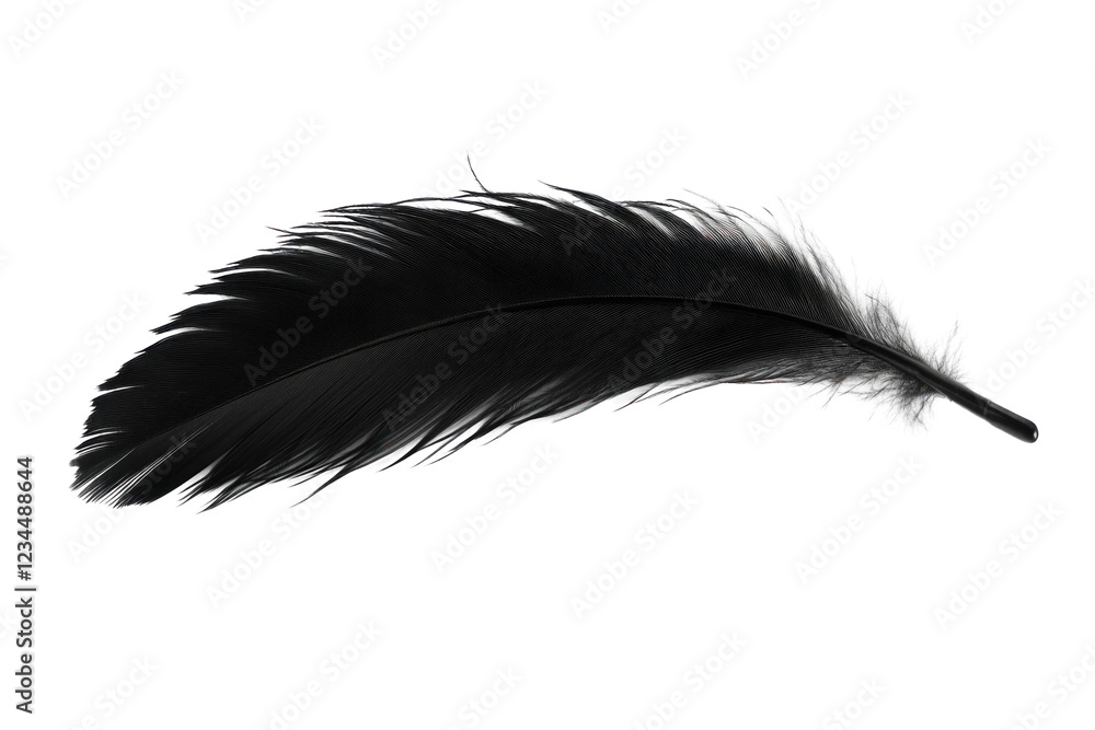Obraz premium black feather isolated on white