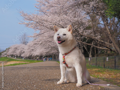 桜と柴犬