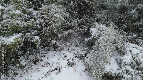 Wallpaper Mural Aerial Drone Footage of Snowfall Over a Winter Forest and Serpentine Road - Capturing the Serenity of Falling Snow and a Snow-Covered Wonderland Torontodigital.ca